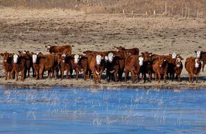 Cattle - herd 3