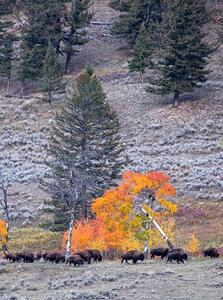 Bison (North American Buffalo) 3