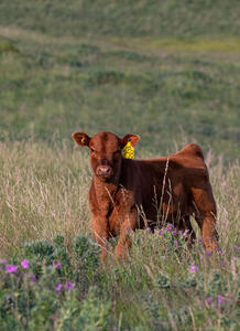 Cattle - calves 4