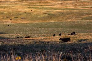 Cattle - special light / artistic 2