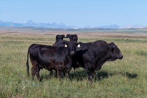 Cattle - bulls and cows 2
