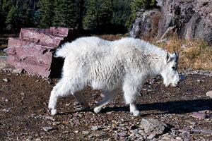 Wildlife / Nature 3