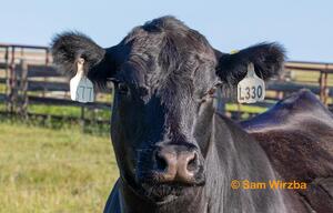 Cattle - Portraits 2