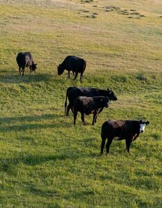 Cattle - yearlings 3