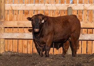 Cattle - bulls 3
