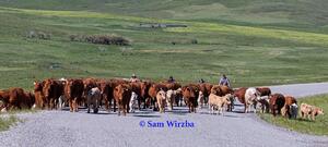 Cattle Drive