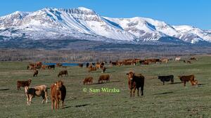 Cattle - cows 4