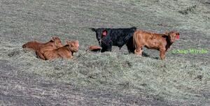 Cattle - calves 5