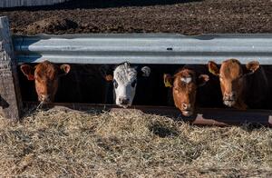 Cattle - feedlot 4