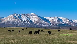 Cattle - herd 4