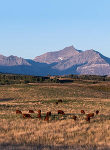 Cattle - herd 4