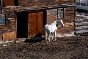 Horses 2