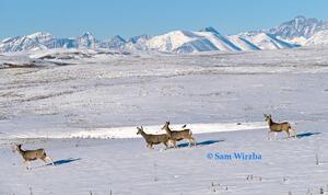 Wildlife / Nature 3