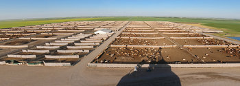 Feedlot 07_cwpan_7874_83