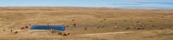 Cows and calves 12_cwpan_1534_45