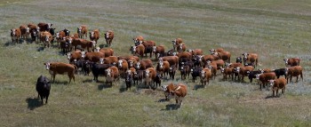 Bull with Cows 12_pan_IMG_3154_60