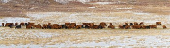 Winter feeding 13_cwpan_5840_49