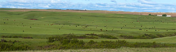 Cattle herd 14_cwpn_1243_52