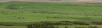 Cattle herd 14_cwpn_6789_99