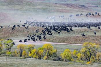 bison roundup, buffalo roundup, bison herd, bison,