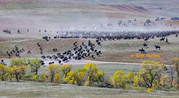 bison roundup, buffalo roundup, bison herd, bison,