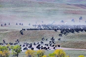 bison roundup, buffalo roundup, bison herd, bison,