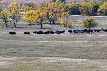 bison roundup, buffalo roundup, bison herd, bison,