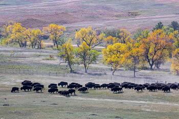 bison roundup, buffalo roundup, bison herd, bison,