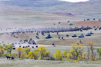 bison roundup, buffalo roundup, bison herd, bison,