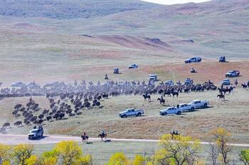 bison roundup, buffalo roundup, bison herd, bison,