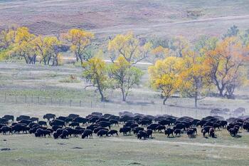 bison roundup, buffalo roundup, bison herd, bison,