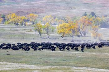 bison roundup, buffalo roundup, bison herd, bison,