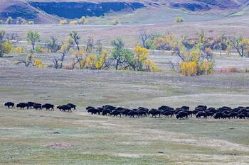 bison roundup, buffalo roundup, bison herd, bison,