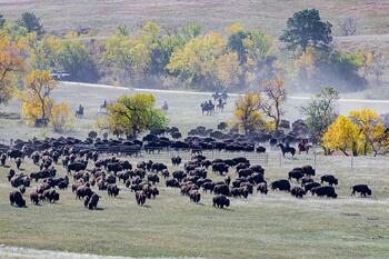 bison roundup, buffalo roundup, bison herd, bison,