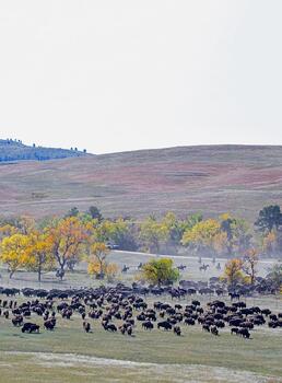 bison roundup, buffalo roundup, bison herd, bison,