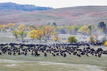 bison roundup, buffalo roundup, bison herd, bison,