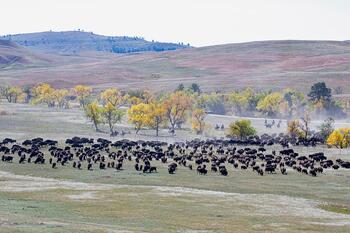 bison roundup, buffalo roundup, bison herd, bison,