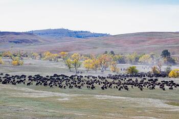 bison roundup, buffalo roundup, bison herd, bison,