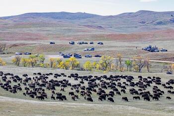 bison roundup, buffalo roundup, bison herd, bison,