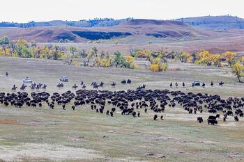 bison roundup, buffalo roundup, bison herd, bison,
