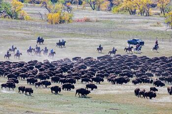 bison roundup, buffalo roundup, bison herd, bison,