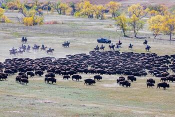bison roundup, buffalo roundup, bison herd, bison,