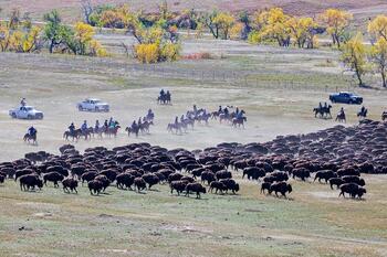 bison roundup, buffalo roundup, bison herd, bison,