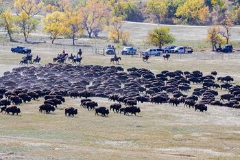 bison roundup, buffalo roundup, bison herd, bison,