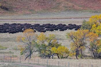 bison roundup, buffalo roundup, bison herd, bison,
