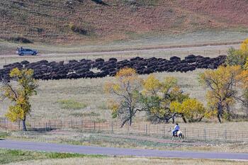 bison roundup, buffalo roundup, bison herd, bison,