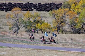bison roundup, buffalo roundup, bison herd, bison,