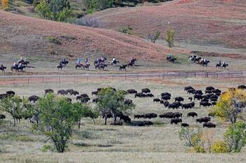 bison roundup, buffalo roundup, bison herd, bison,