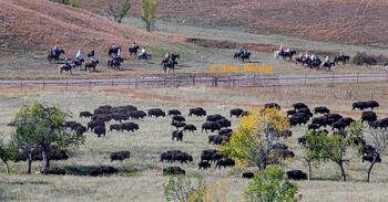 bison roundup, buffalo roundup, bison herd, bison,