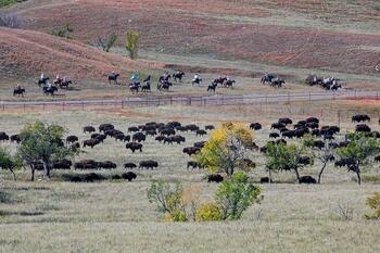 bison roundup, buffalo roundup, bison herd, bison,